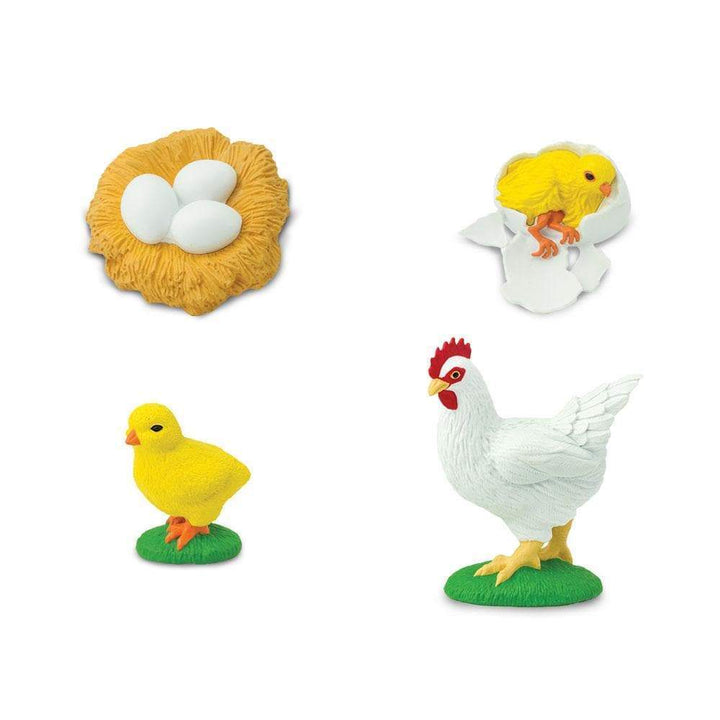Safari Ltd Safariology® – Life Cycle Of A Chicken