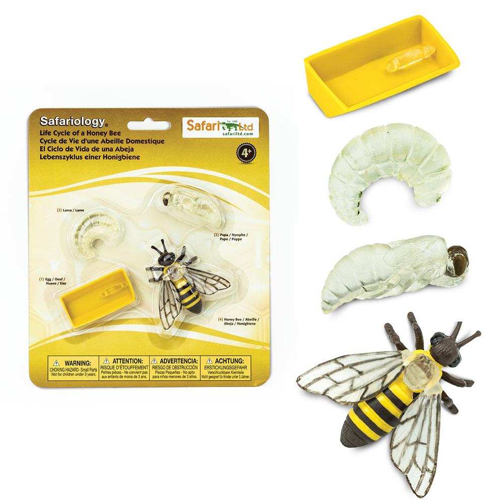 Safari Ltd Safariology® – Life Cycle Of A Honey Bee