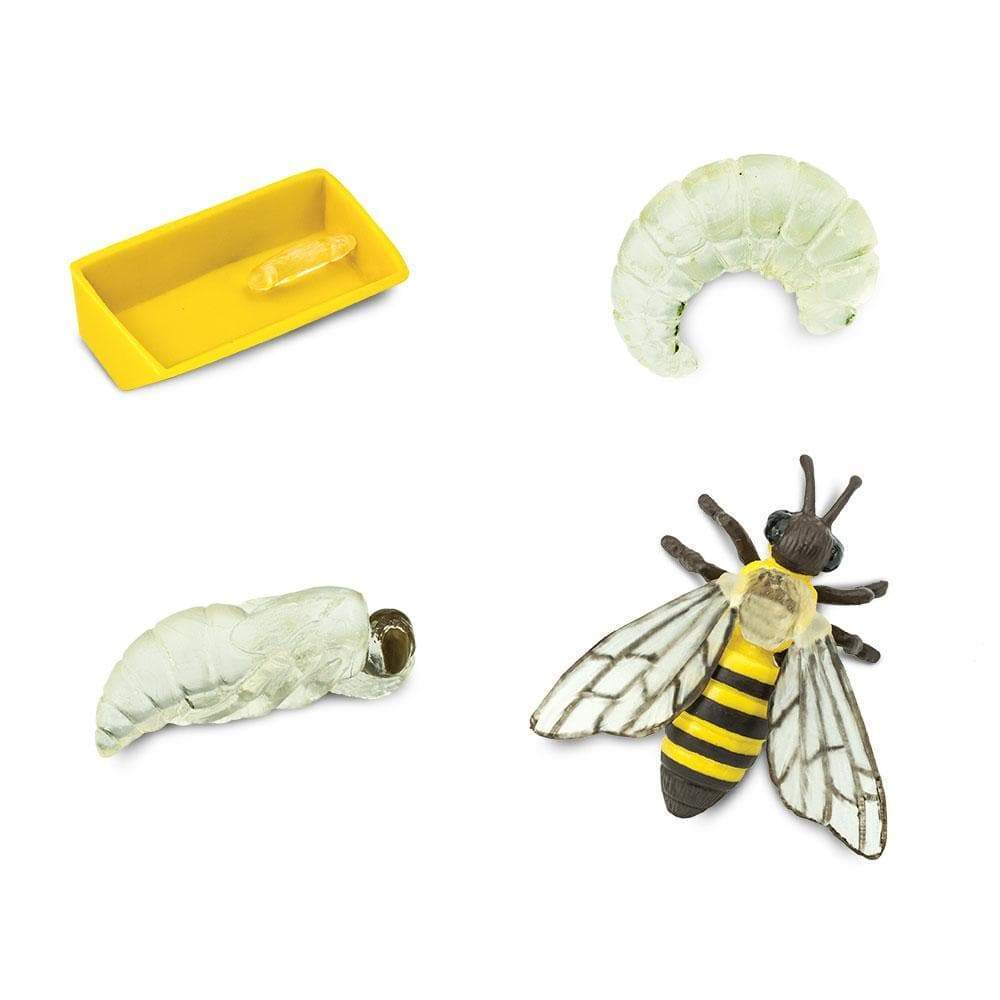 Safari Ltd Safariology® – Life Cycle Of A Honey Bee
