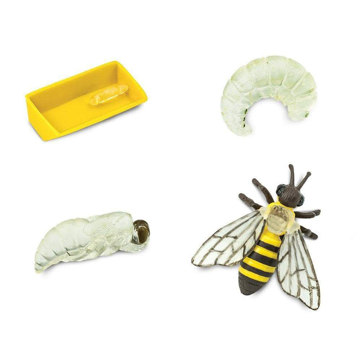 Safari Ltd Safariology® – Life Cycle Of A Honey Bee