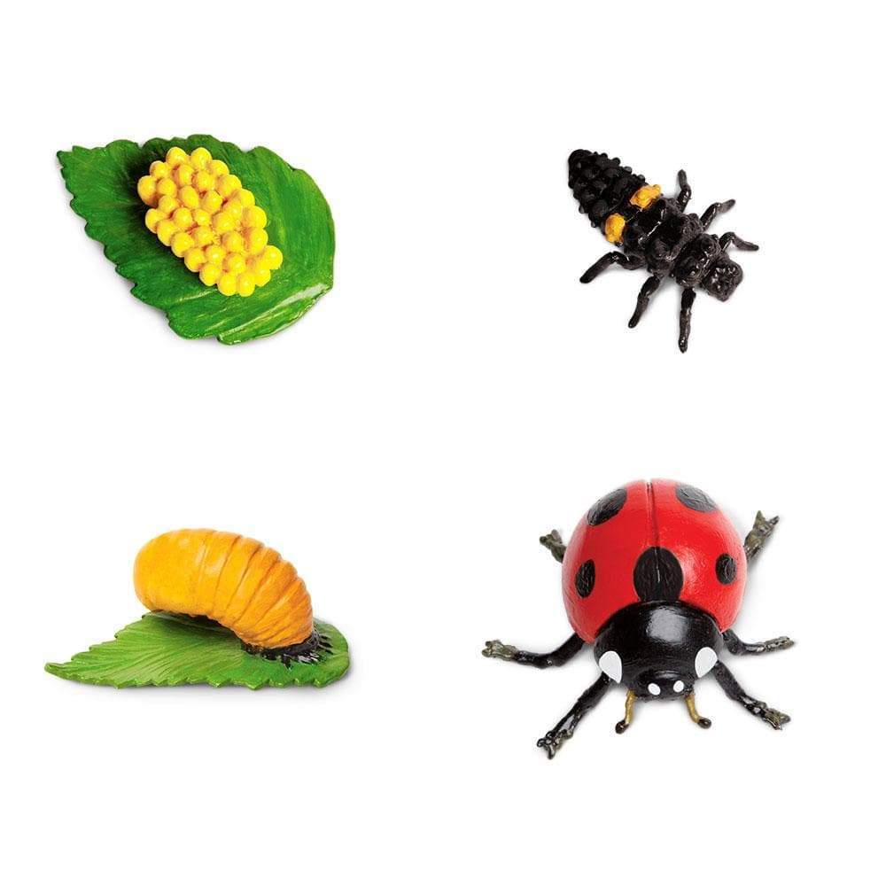 Safari Ltd Safariology® – Life Cycle Of A Ladybug